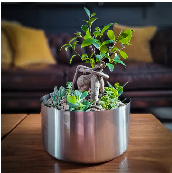 Small succulent plant in a ceramic pot